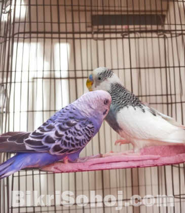 Bajrigar Master pair